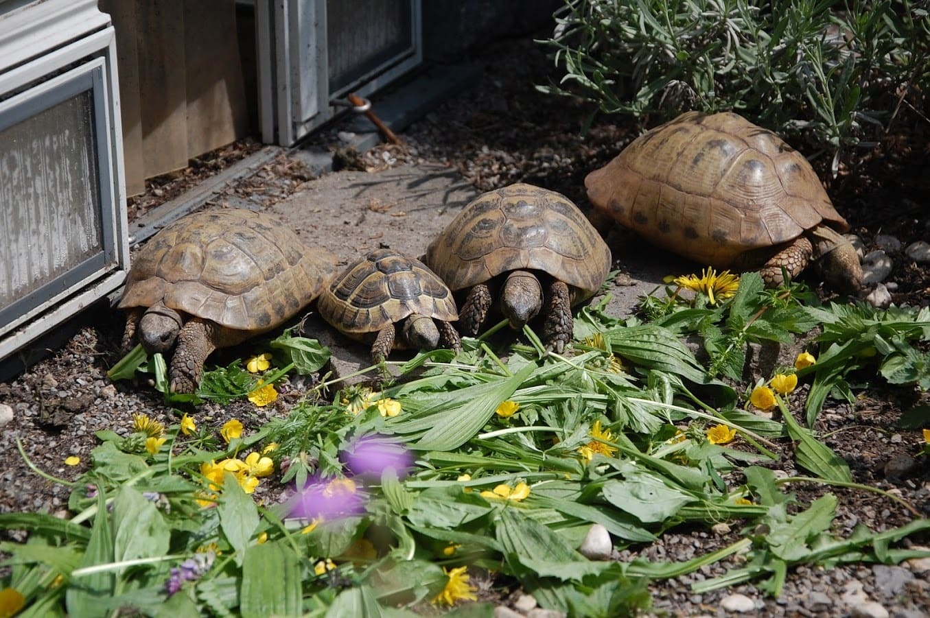 Was fressen Schildkröten? Ernährung von Landschildkröten