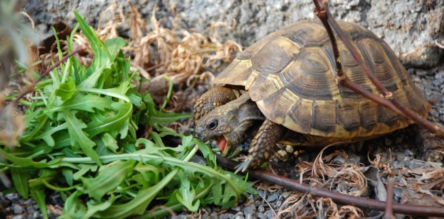 Was fressen Griechische Landschildkröten? | Landschildkroeten.de