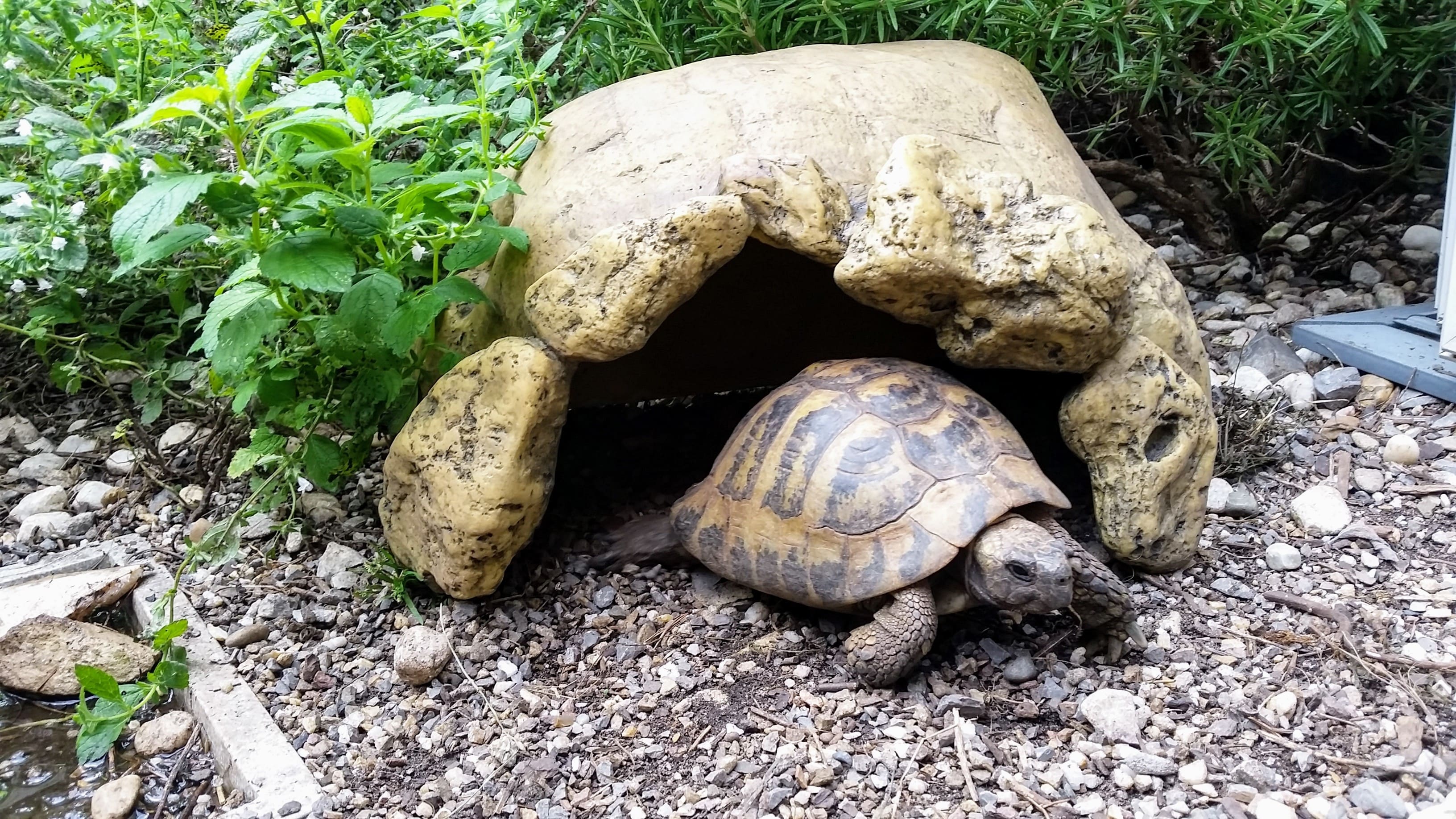 Landschildkröten Höhle