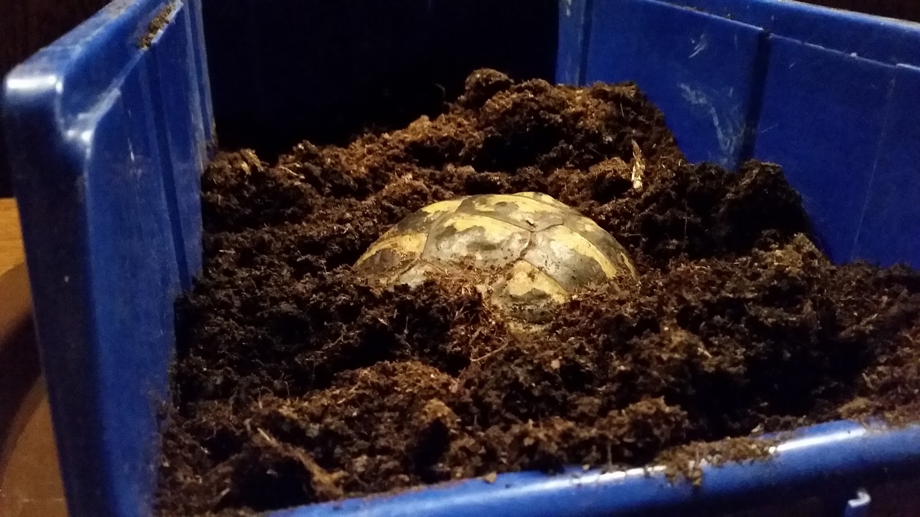 Eingegraben während Winterstarre | Landschildkroeten.de