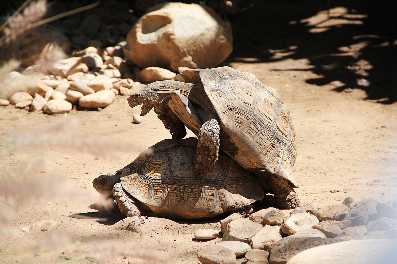 Schildkröten-Paarung | Landschildkroeten.de