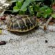 kleine griechische Landschildkröte am Rand des Weges