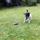 Griechische Landschildkröte mit Jack Russell-Terrier