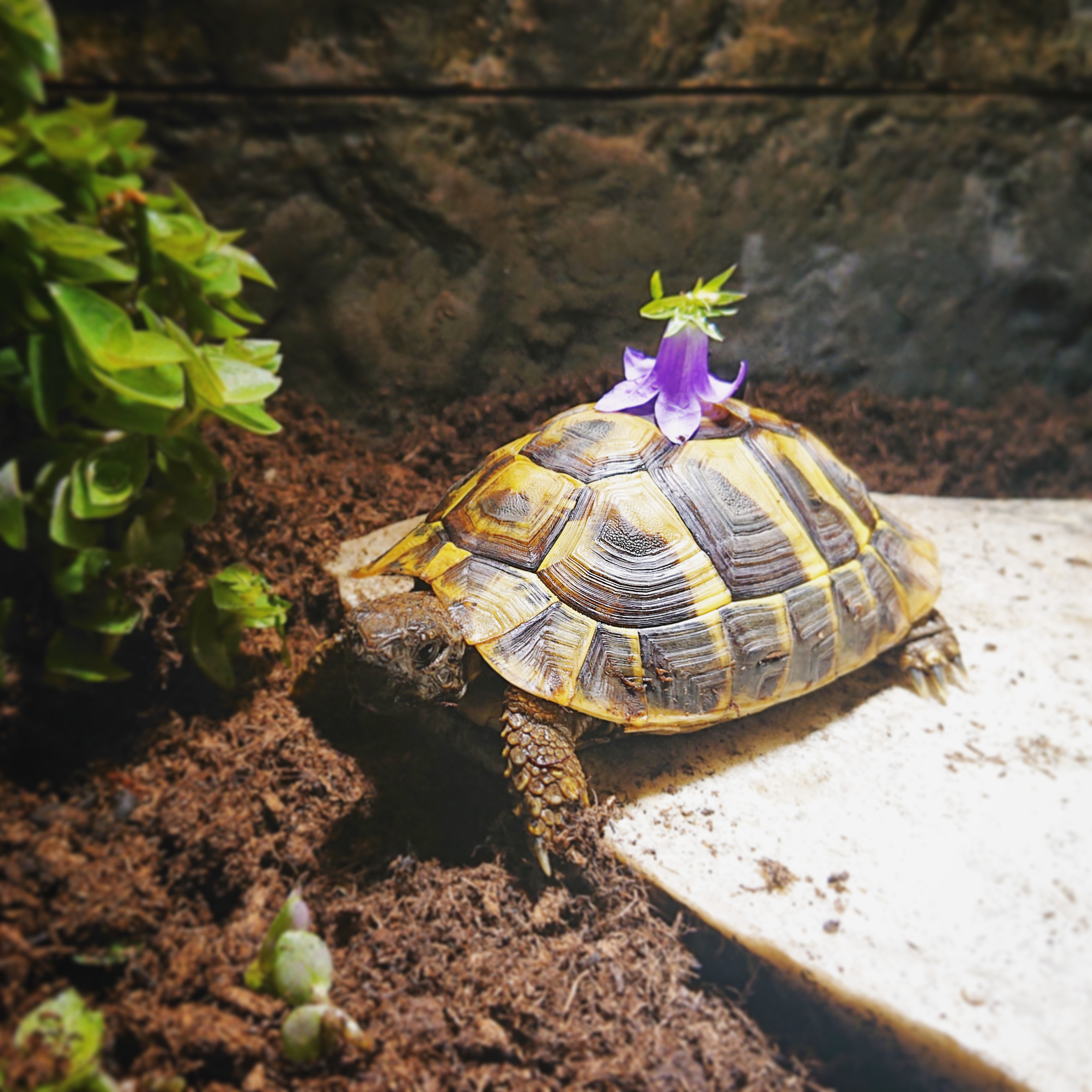 Griechische Landschildkröte zu verkaufen | Landschildkroeten.de