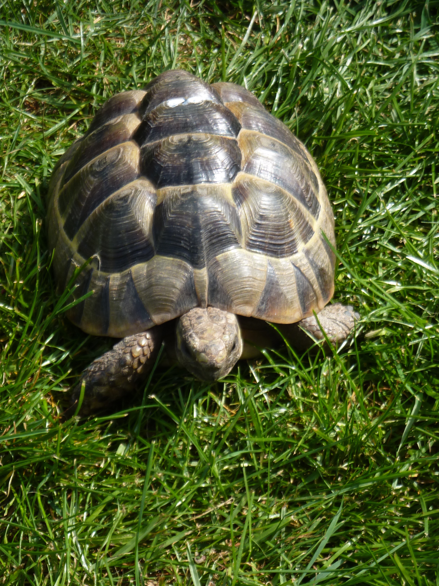 3 Maurische Landschildkroten 5 Jahre Alt 2 Mannlich 1 Weiblich Mit Cites Robust Und Gesund Landschildkroeten De