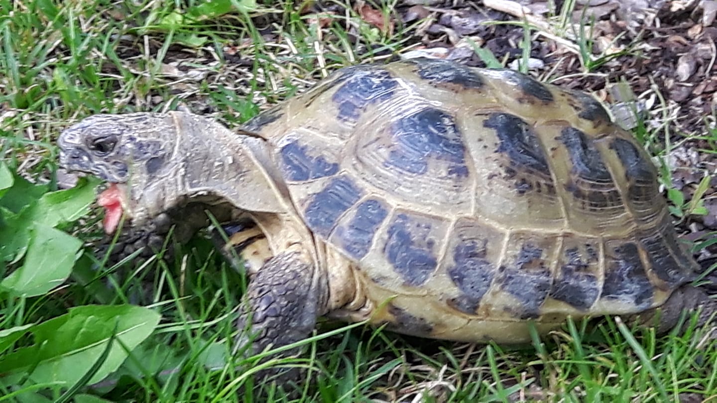 Russiche Landschildkröte | Landschildkroeten.de