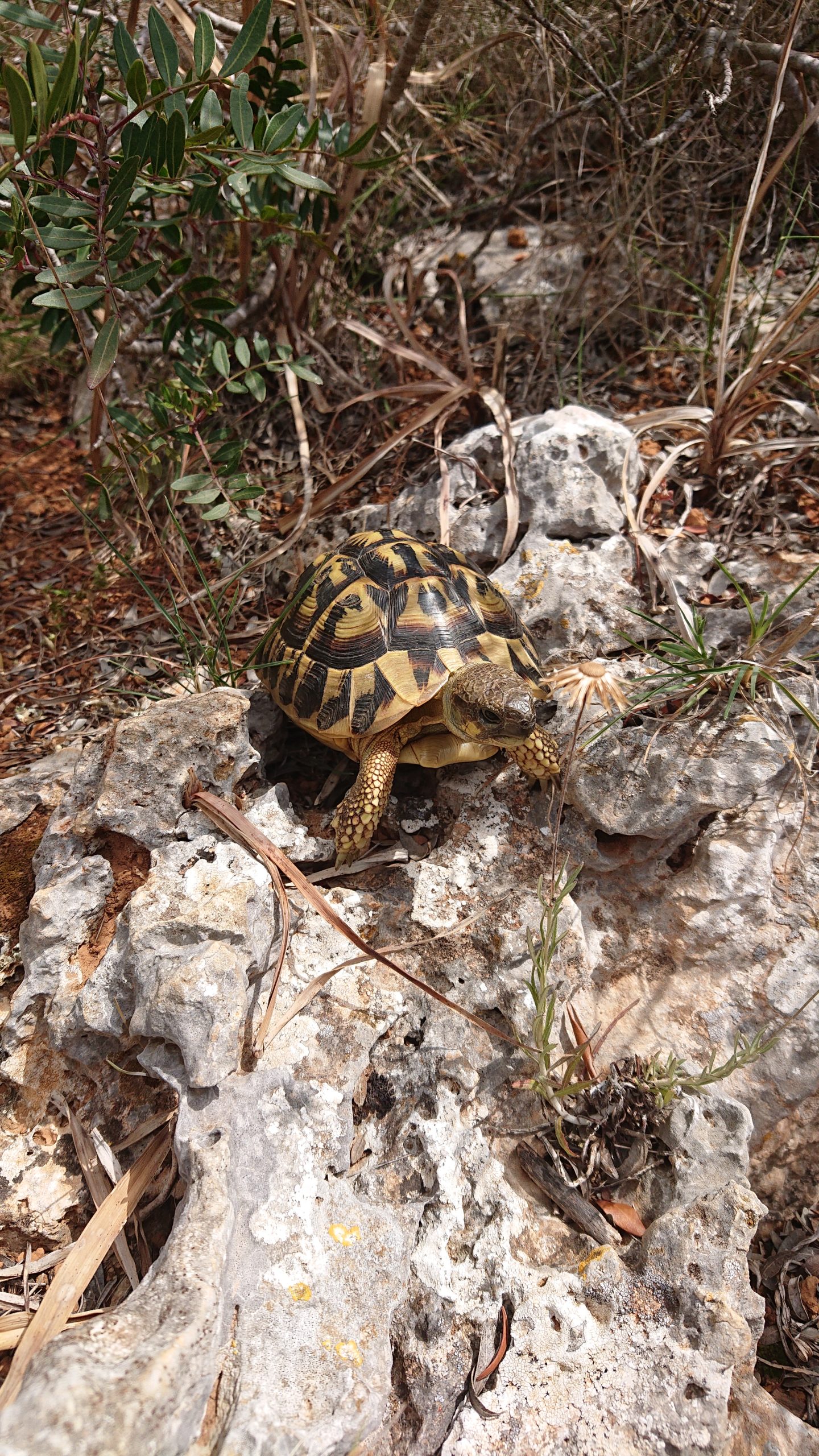 Griechische Landschildkröte auf Mallorca