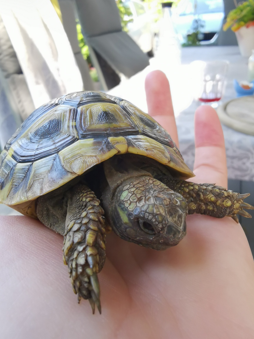 Griechische Landschildkröte zu verkaufen | Landschildkroeten.de