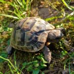 Schwellungen meist Nierenprobleme bei Schildkröten