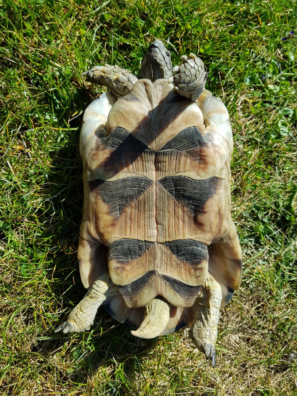 Männliche-Breitrandschildkröte | Landschildkroeten.de