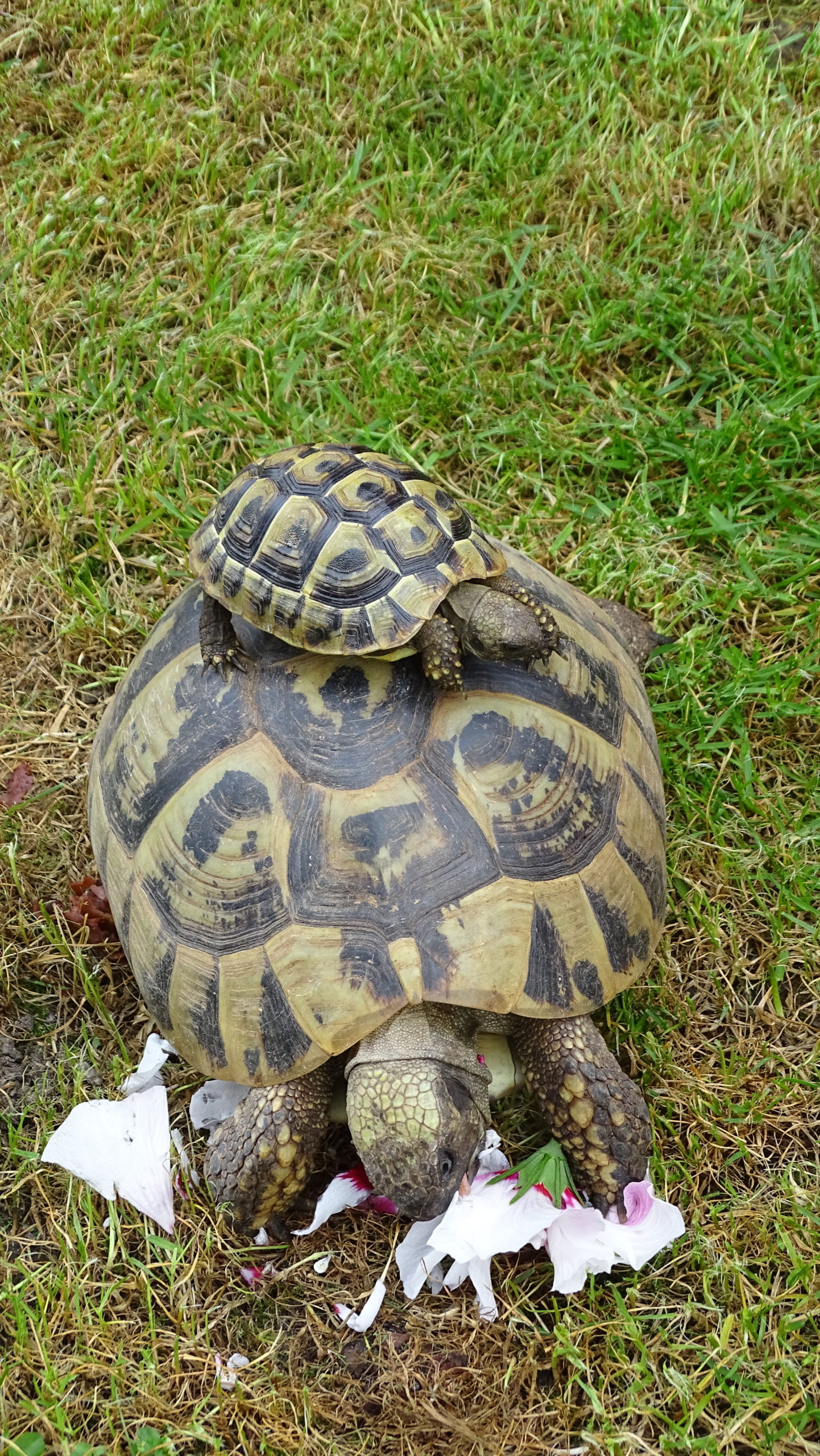 Griechische Landschildkröten THB Nachzucht – Schildkröten