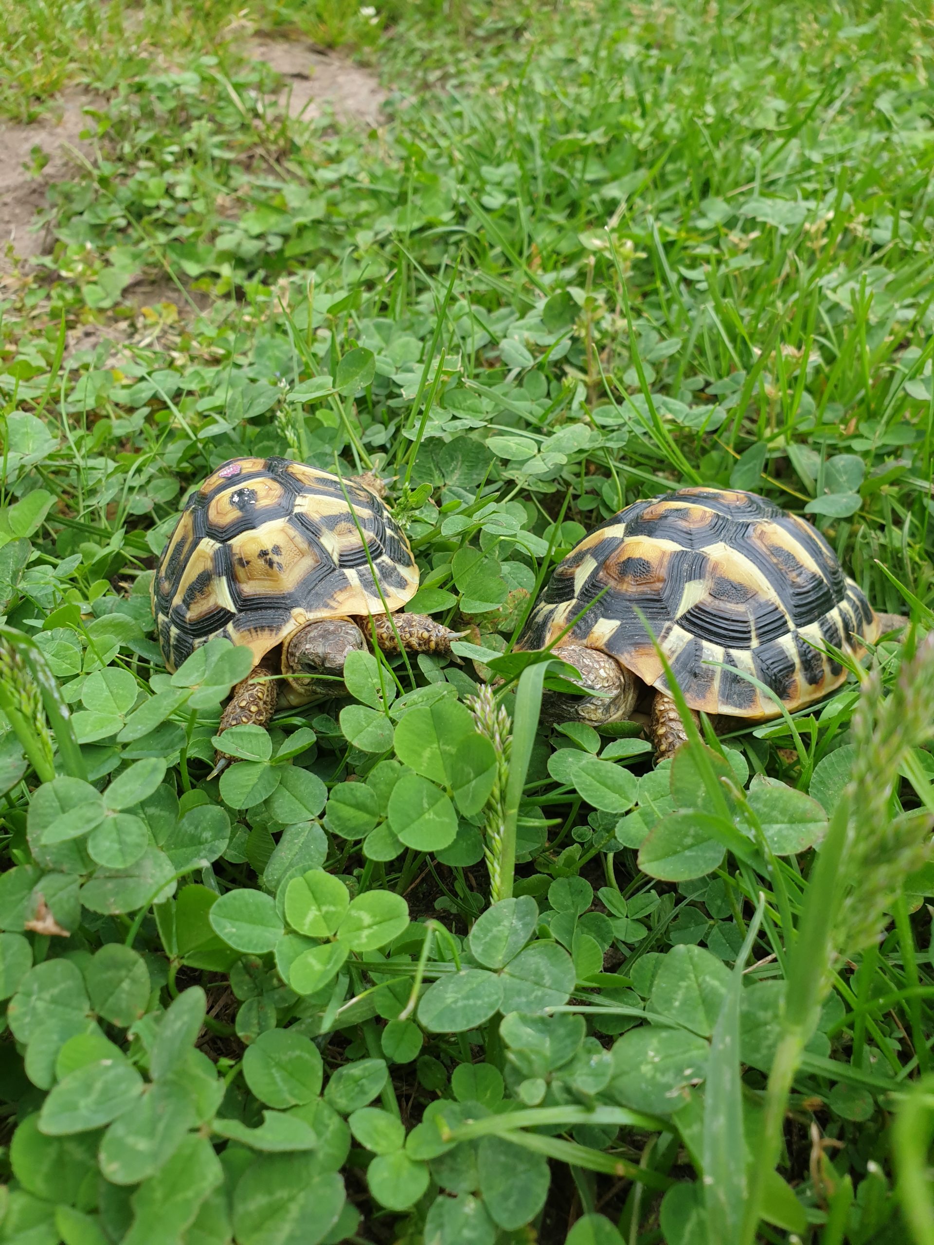 Zwei Griechische Landschildkröten NZ 2018 zu verkaufen