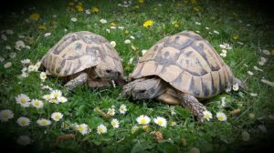 Landschildkröte