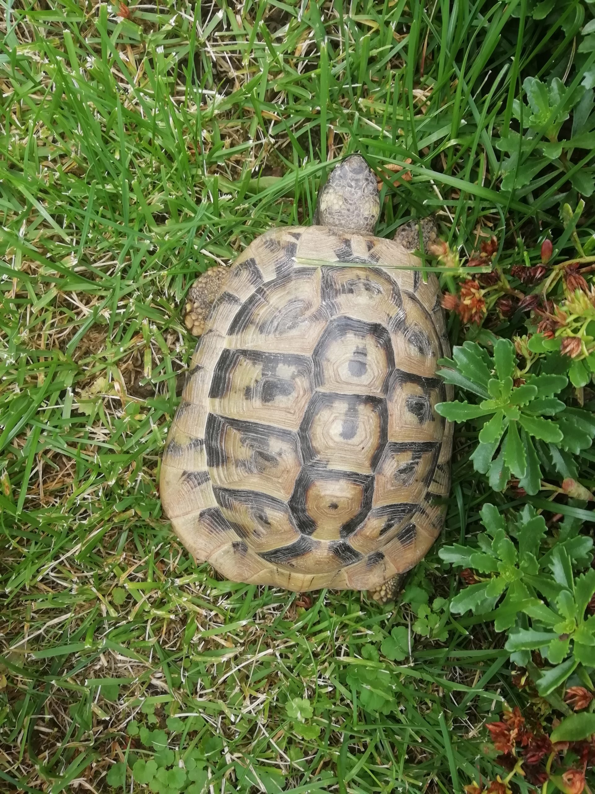 Griechische Landschildkröte gefunden in 84076 Pfeffenhausen