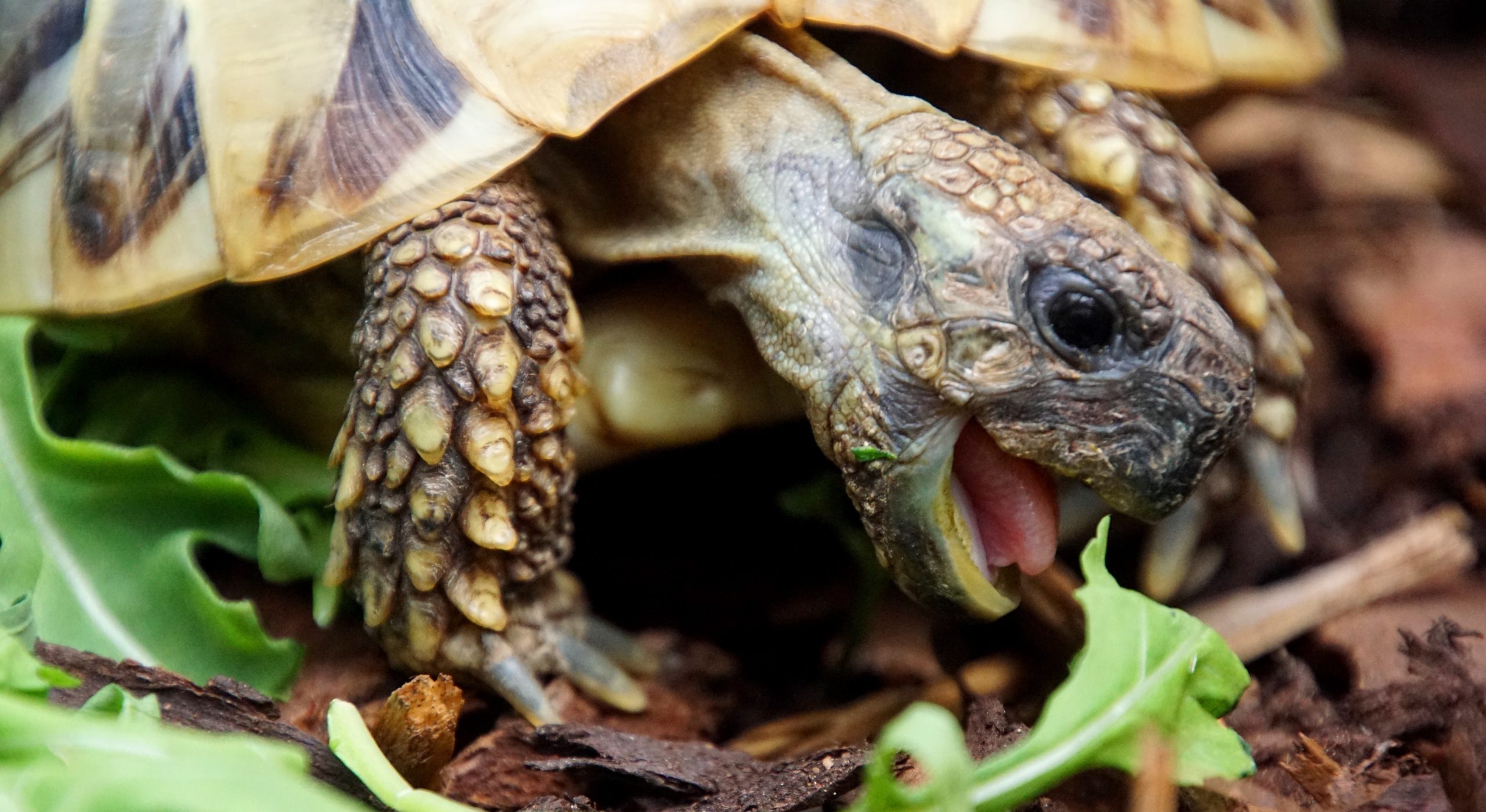 Selma, Griechische Landschildkröte - Mahlzeit!