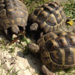 Einzelhaltung - Sollte man Landschildkröten einzeln oder zu zweit halten?