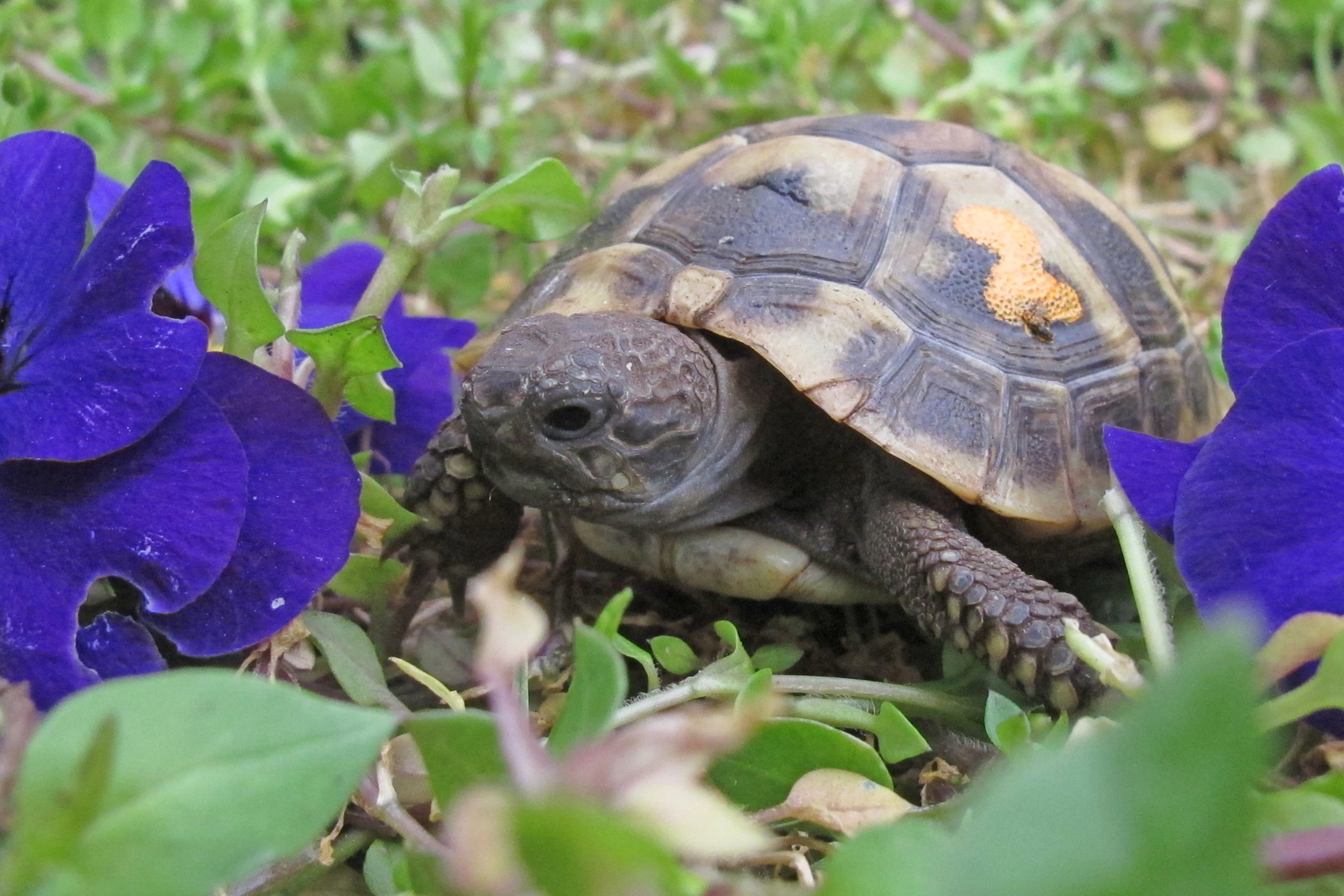 Griechische Landschildkröten THB Babys | Landschildkroeten.de