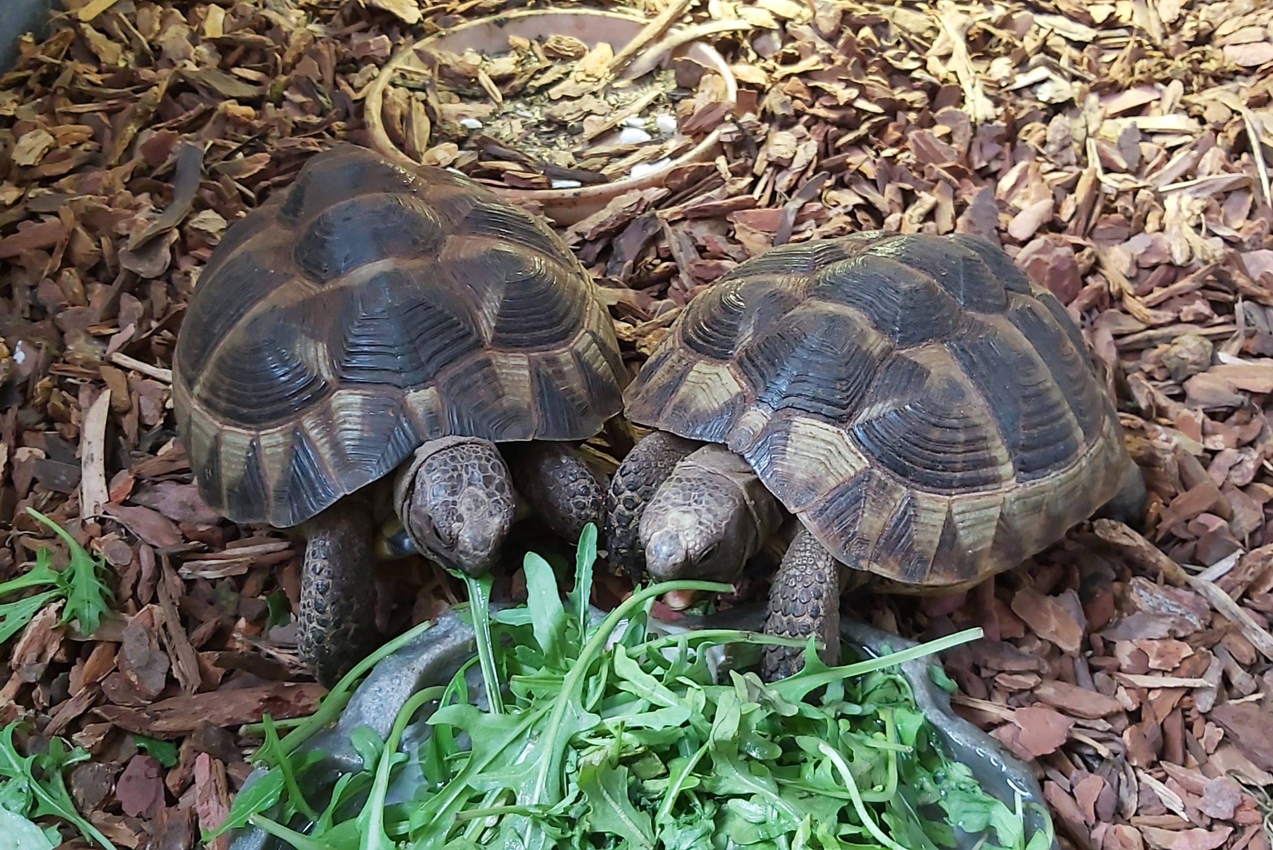 Maurische Landschildkröten NZ 2016 Testudo Graeca | Landschildkroeten.de