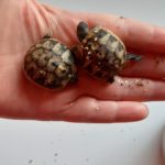 Landschildkröte hat sich vor dem Winter im Garten eingegraben