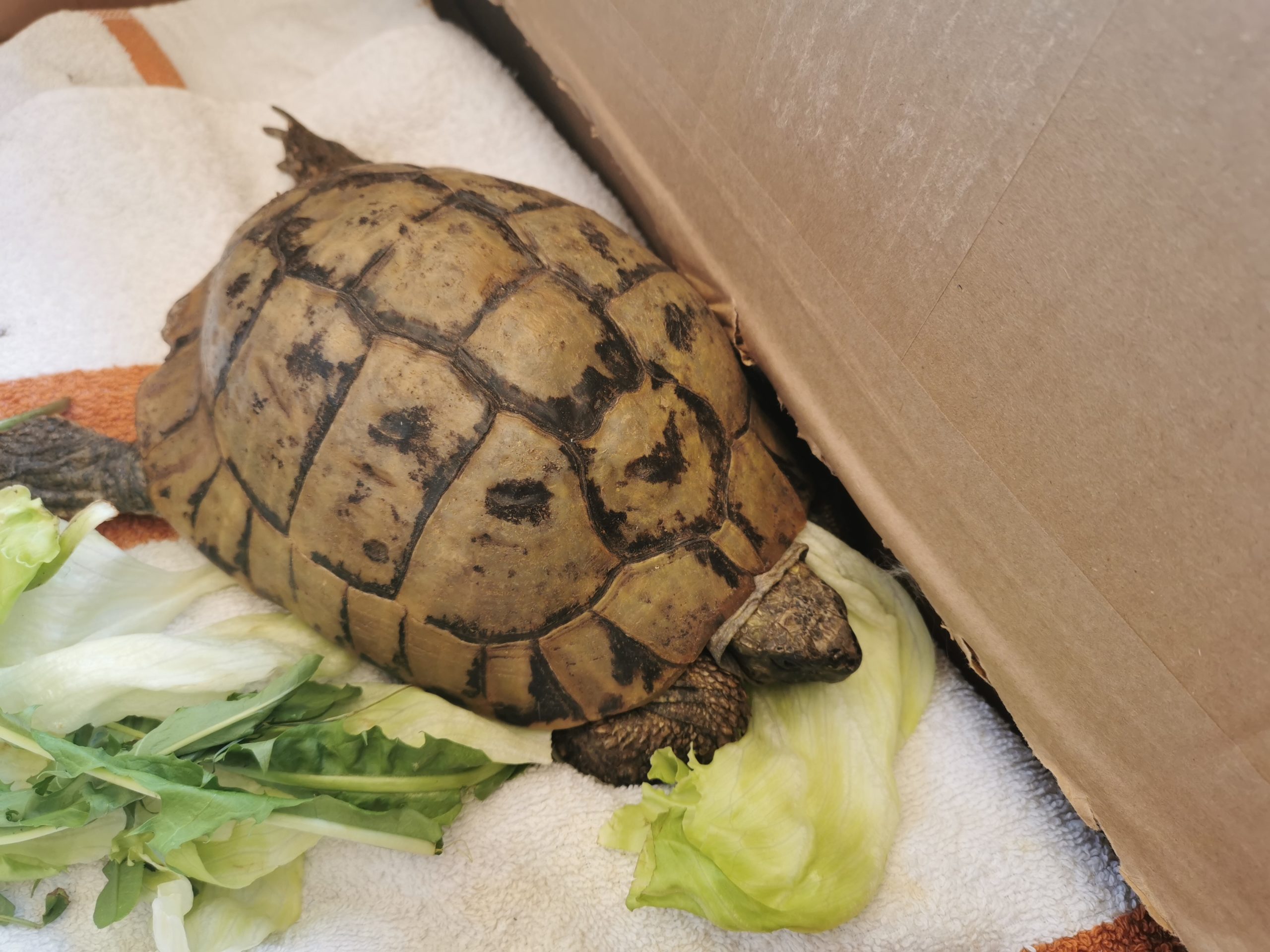 Schildkröte im Garten (Remshalden Grunbach) gefunden