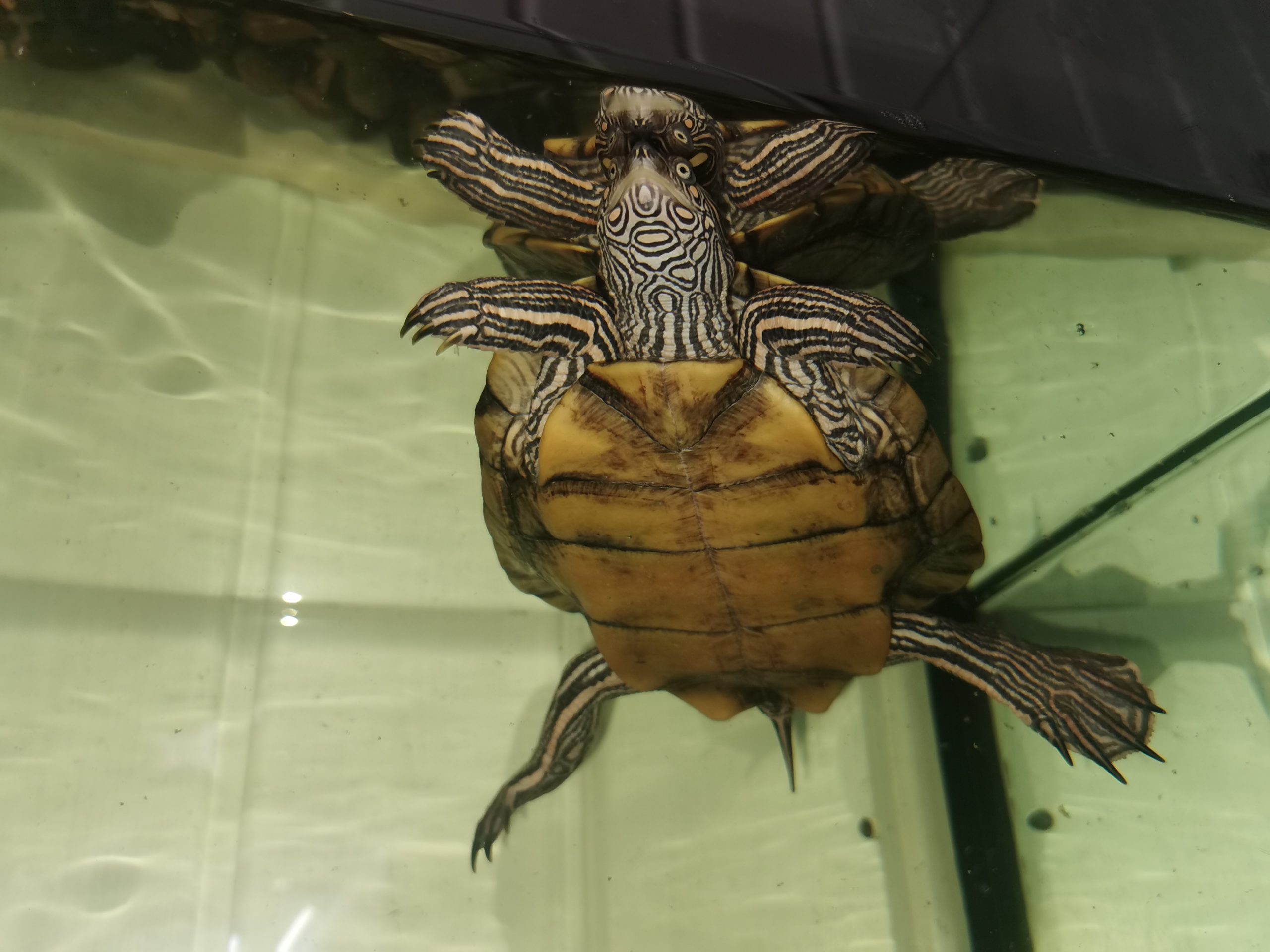 Cumberland-Schmuckschildkröte mit Terrarium und Zubehör |  Landschildkroeten.de