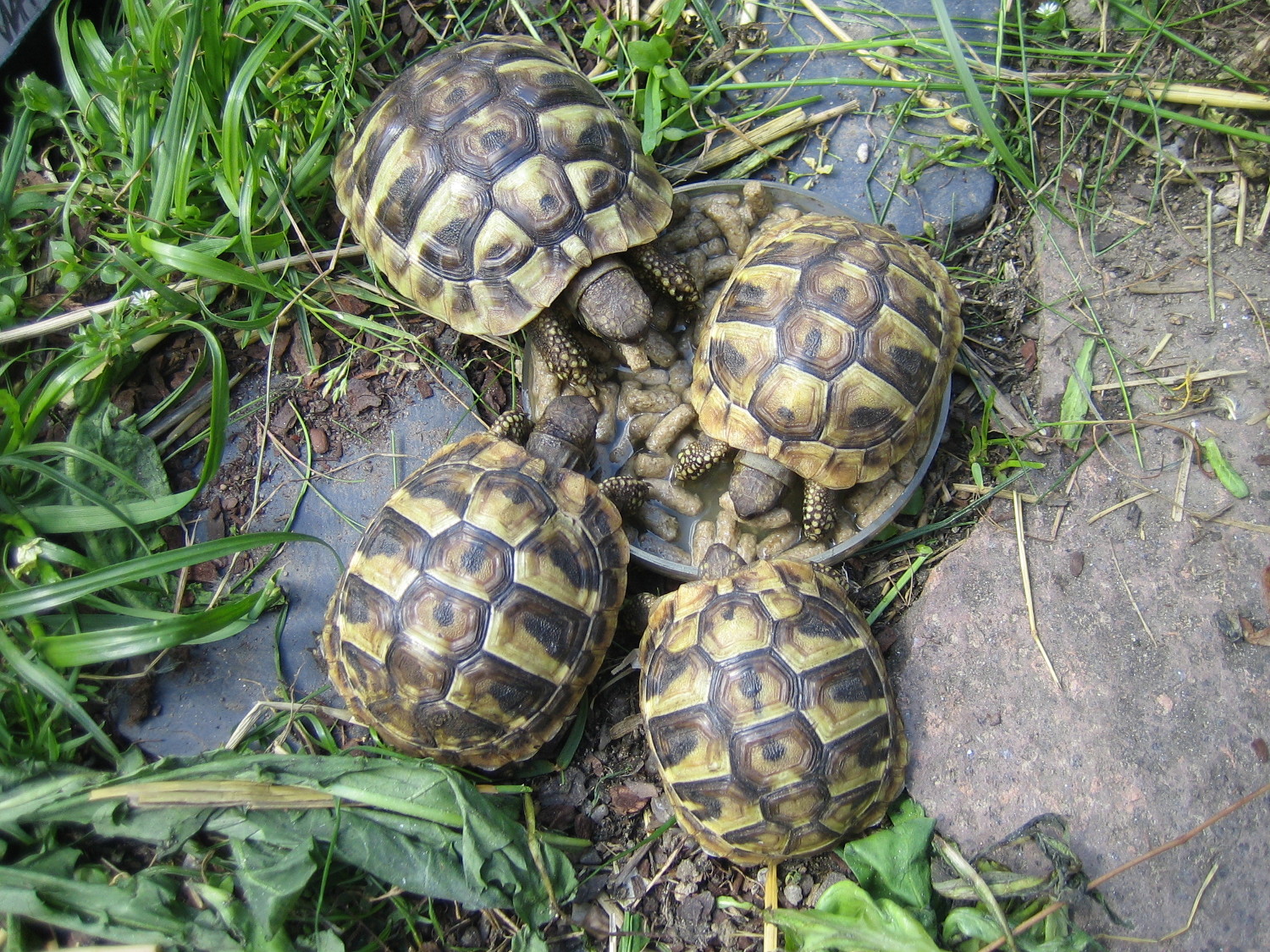 Griechische Landschildkröten NZ 2021 zu verkaufen