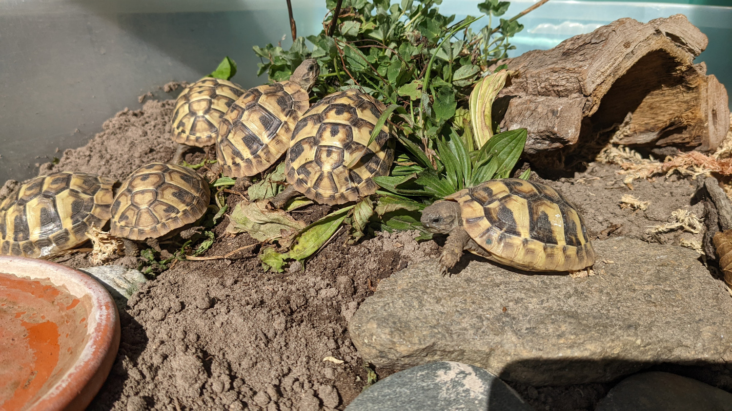 Nachwuchs Griechischer Landschildkröten 2021 T.h.b.