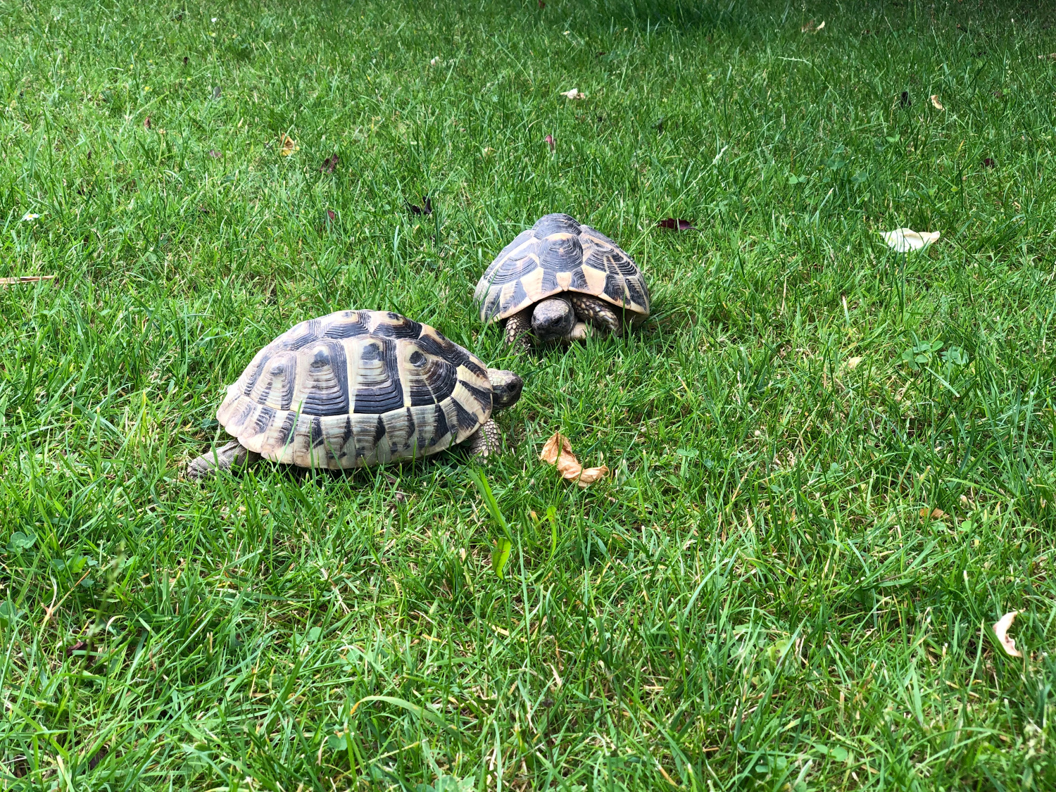 2 weibliche Griechische Landschildkröten zu verkaufen 2007