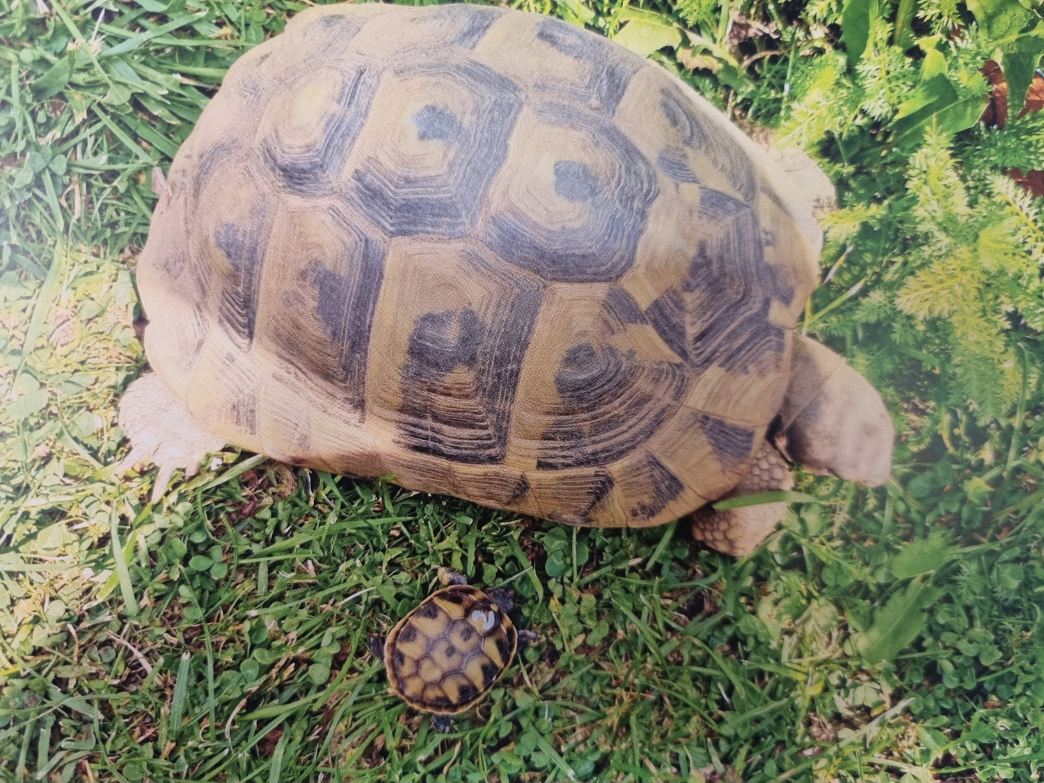 Griechische Landschildkröten