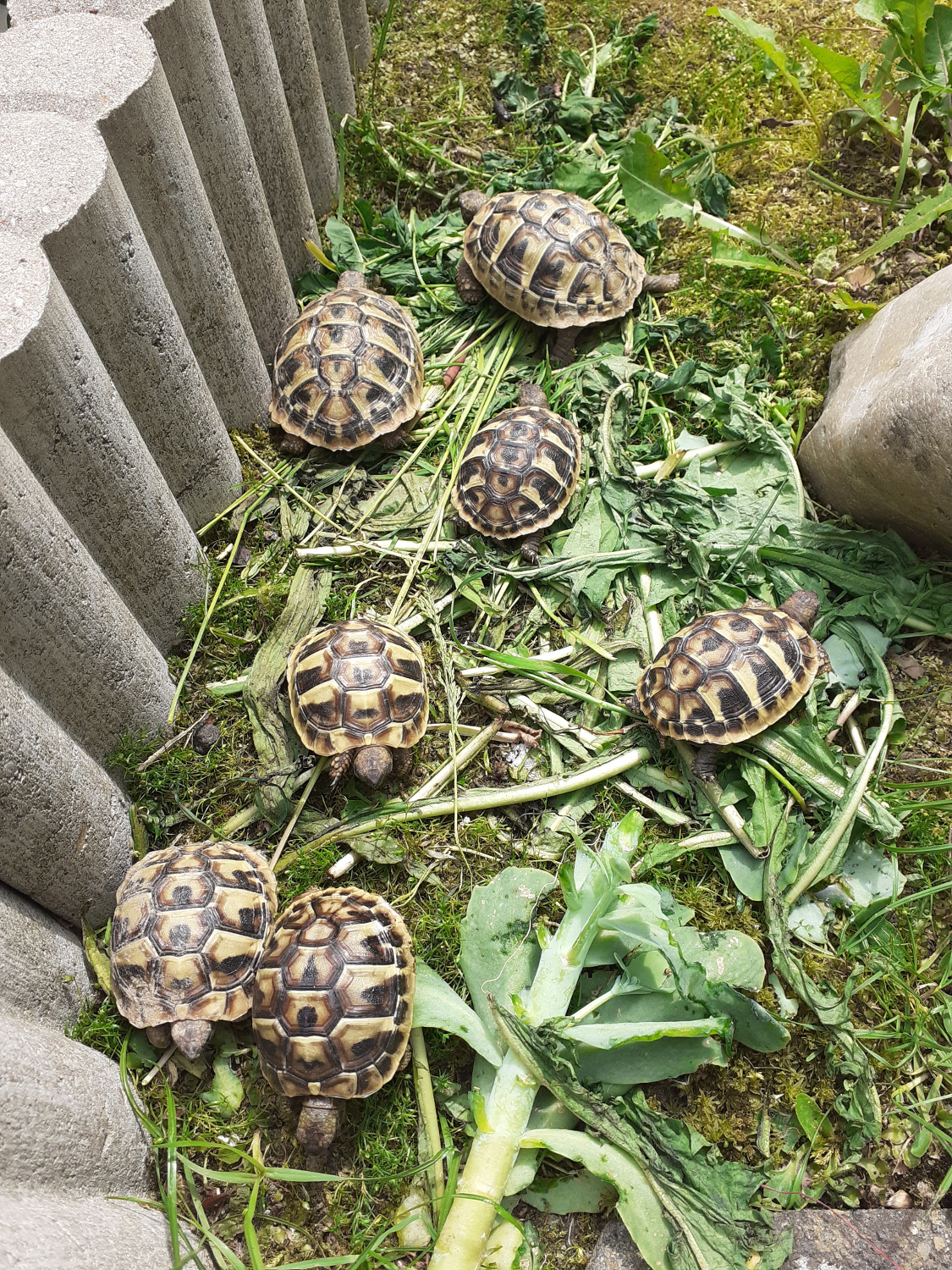 Griechische Landschildkröten NZ 2021