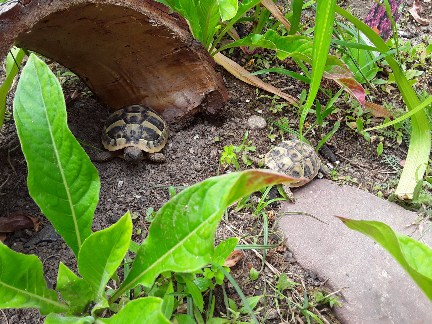 Griechische Landschildkröten NZ von 2021