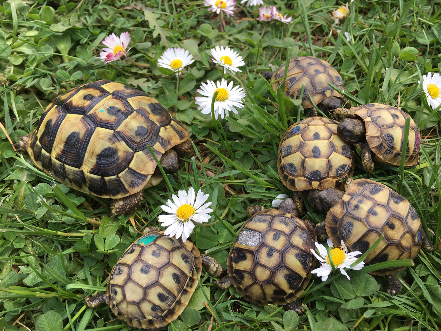 Schildkrötenzüchter 61169 Friedberg, Hessen