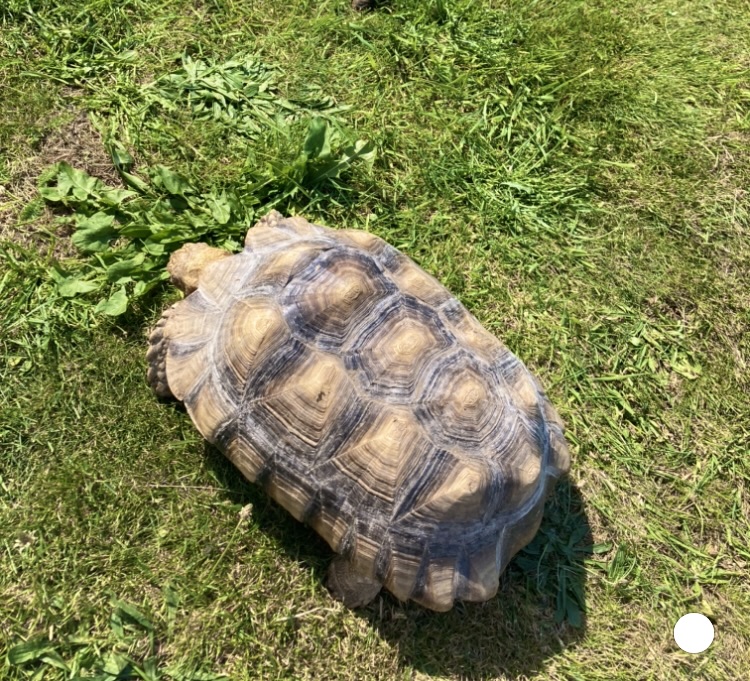 Spornschildkröten zu verkaufen NZ2015 | Landschildkroeten.de