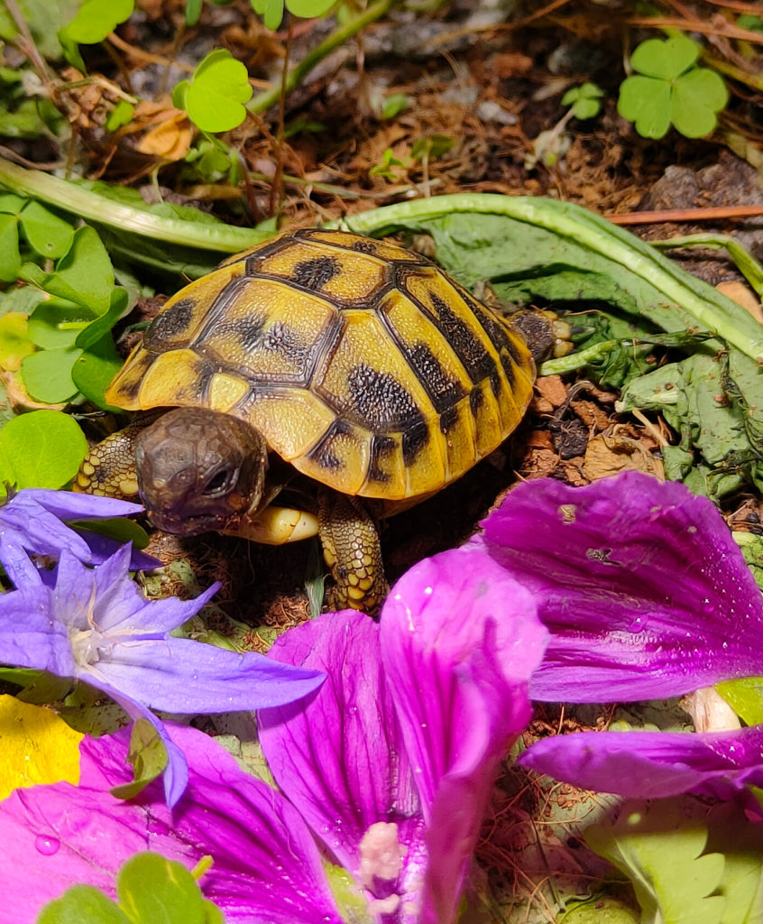 Griechische Landschildkröten Nachzucht 2021 | Landschildkroeten.de