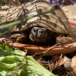 Futterschale / Wasserschale für Schildkröten