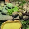 Vierzehen-Landschildkröten NZ 2023