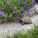 "Turtle Hero" Peter Praschag benötigt dringend dritten Standort in Graz