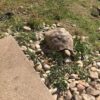 Griechische Landschildkröte vermisst Bühlertal